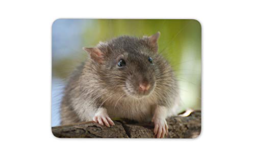 Brown Rata Ratón Mat Pad - Los Ratones roedor como Mascota hámster Regalo de la diversión Linda del Ordenador # 16400