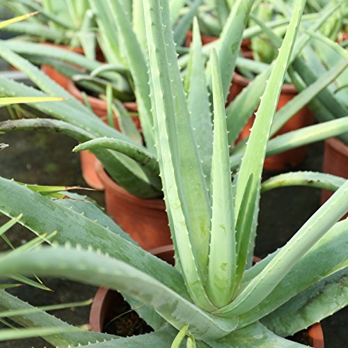 Aloe Vera Planta - Maceta 13cm. - Planta viva - (Envíos sólo a Península)