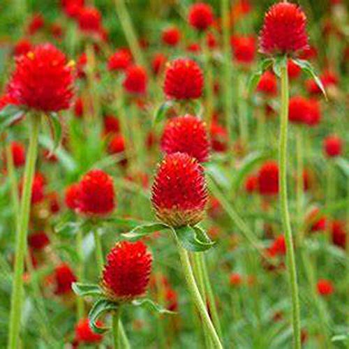 Semillas de Flor Roja de Amaranto Globo 30+ (Gomphrena Globosa) Té de Verduras Orgánico Fácil de Cultivar para Jardín de Bonsai Plantación de Interior al aire libre