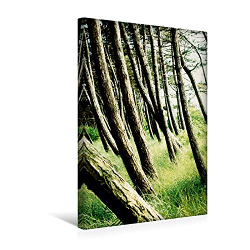Lienzo textil de 30 cm x 45 cm de alto, Wunderwelt Wald invita a un paseo de un tipo especial. Imagen sobre bastidor. Para humanos y animales (CALVENDO Natur);CALVENDO naturaleza